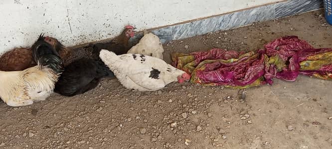 Desi hens available and aseel eggs bhi available hai read discription