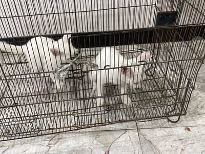 Khar manee person cat
