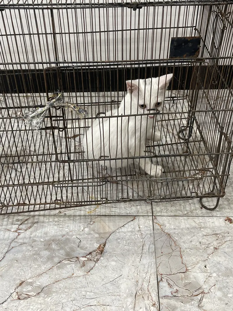 Khar manee person cat — photo 2