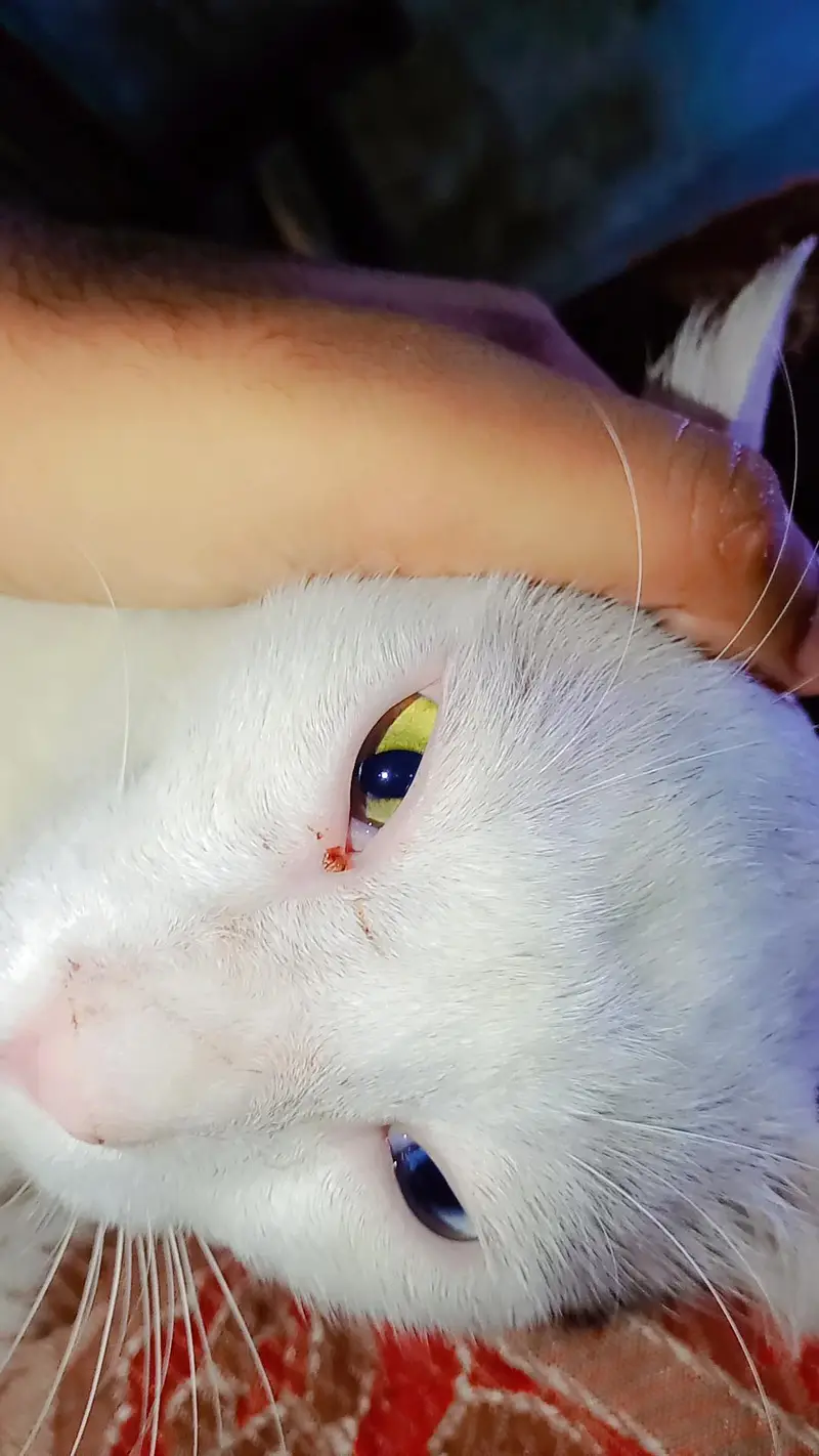 original Khao Manee breed cat 2 color eyes. (read discrimination) — photo 3