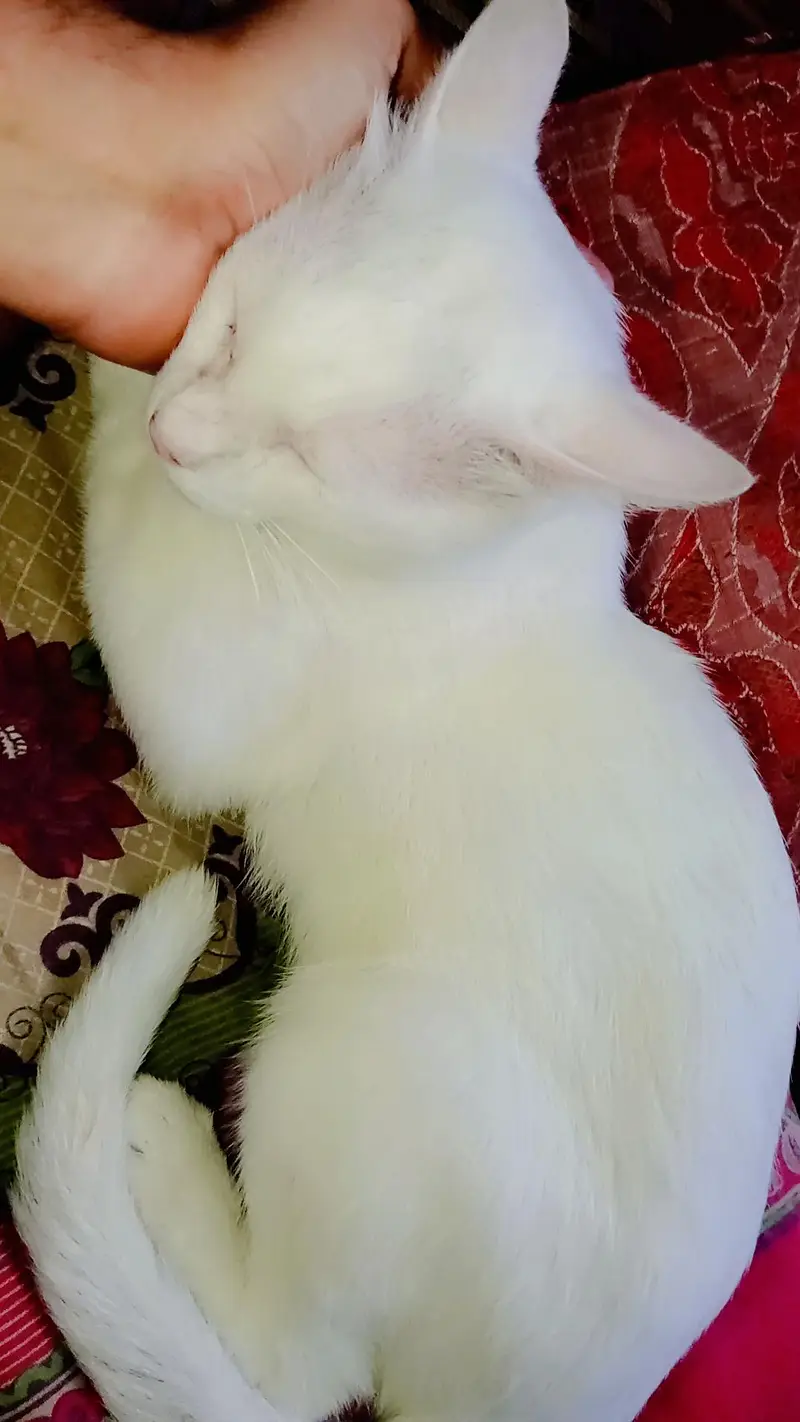 original Khao Manee breed cat 2 color eyes. (read discrimination) — photo 4