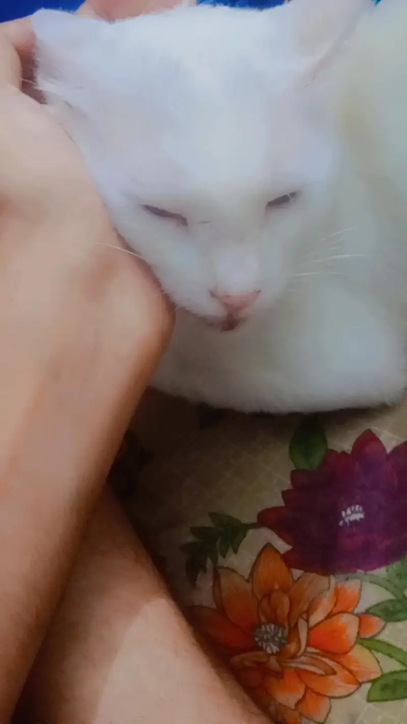 original Khao Manee breed cat 2 color eyes. (read discrimination) — photo 5