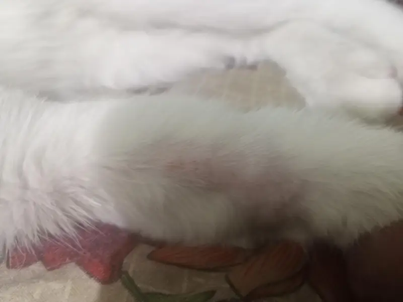 original Khao Manee breed cat 2 color eyes. (read discrimination) — photo 6