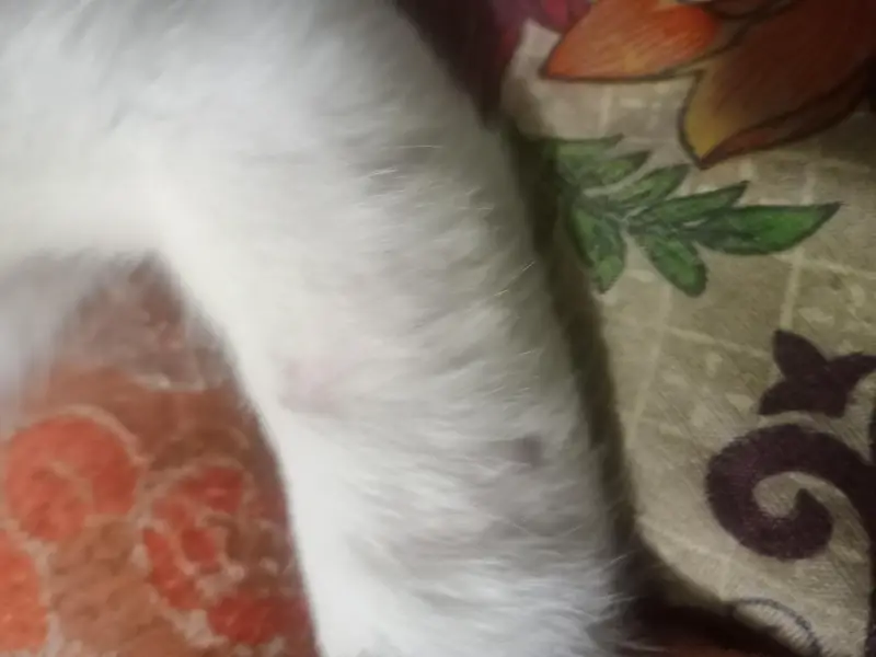 original Khao Manee breed cat 2 color eyes. (read discrimination) — photo 7