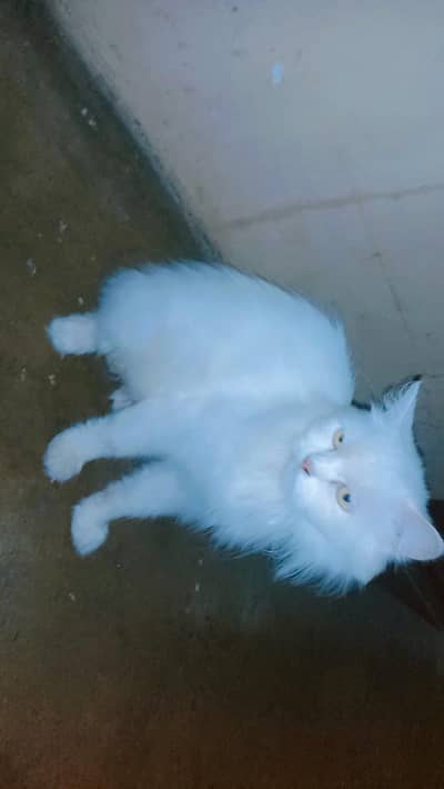 Persian cat  yellow eyes 