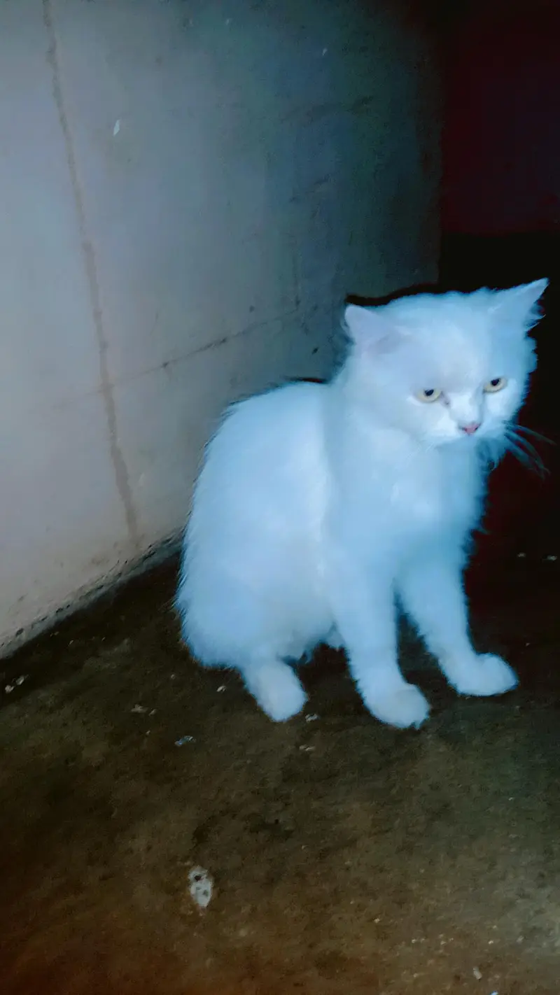 Persian cat  yellow eyes  — photo 2