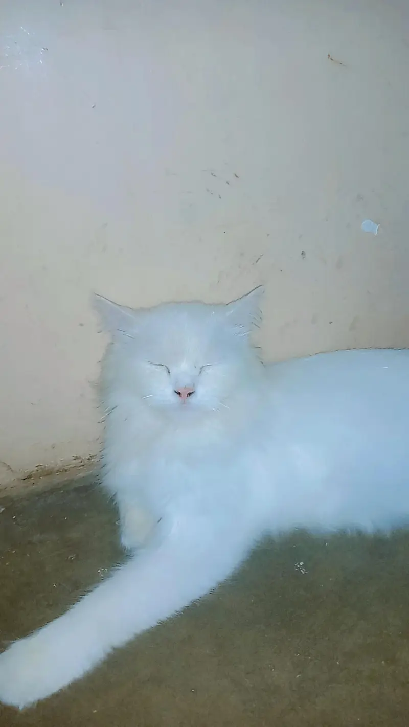 Persian cat  yellow eyes  — photo 3