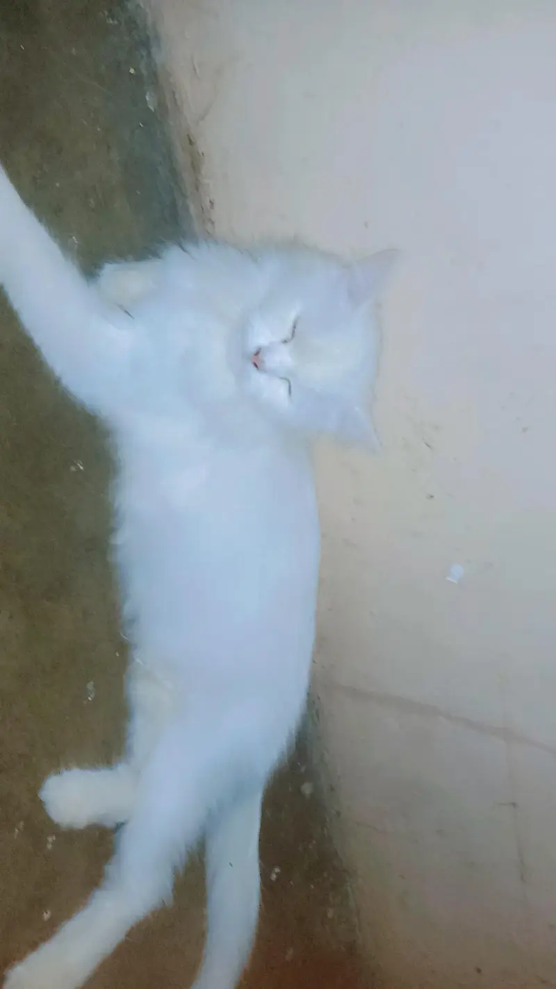 Persian cat  yellow eyes  — photo 4