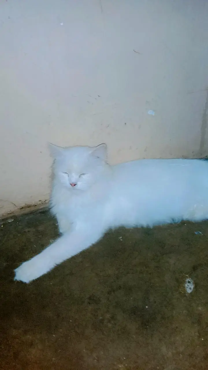 Persian cat  yellow eyes  — photo 5