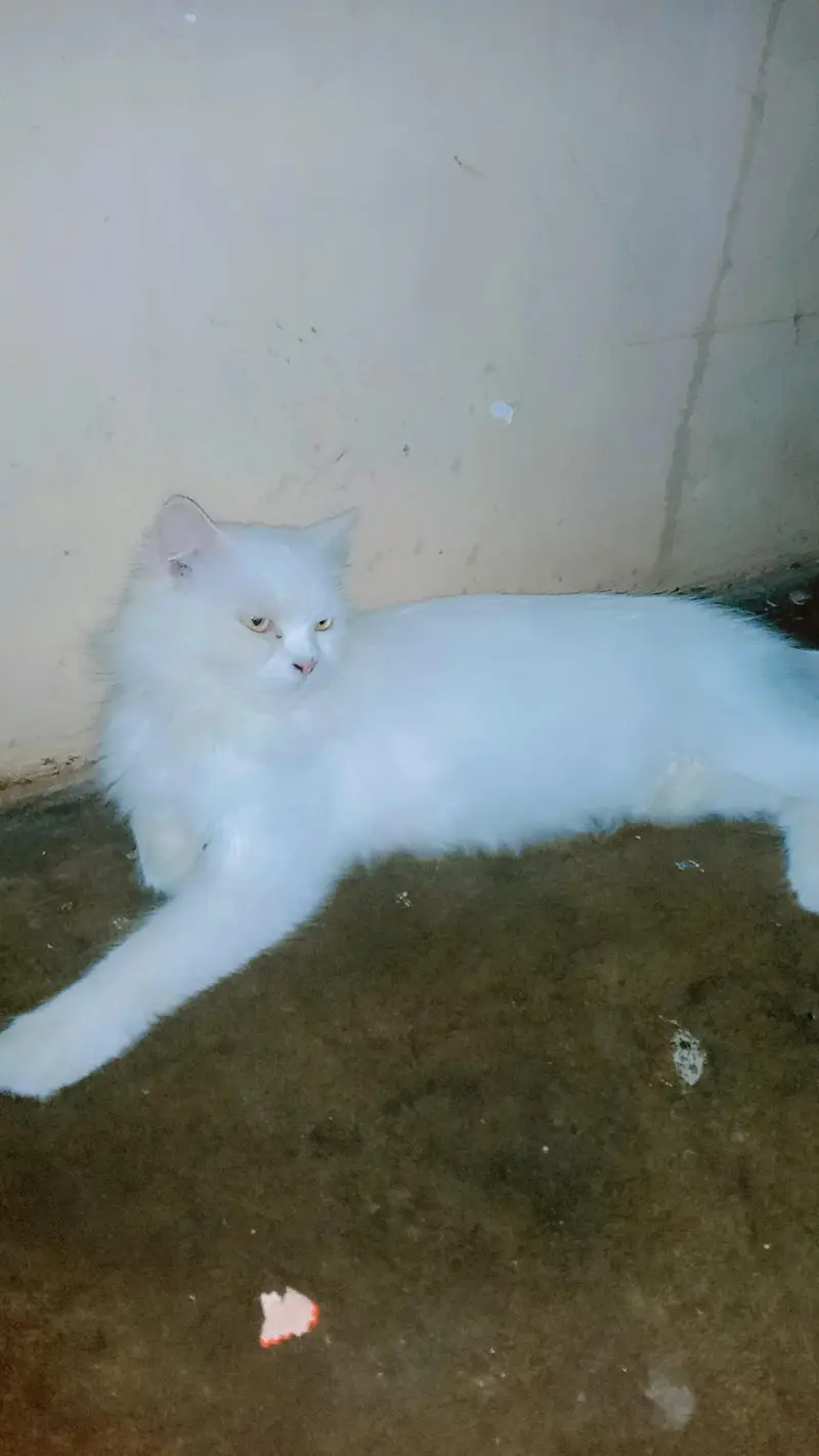 Persian cat  yellow eyes  — photo 6