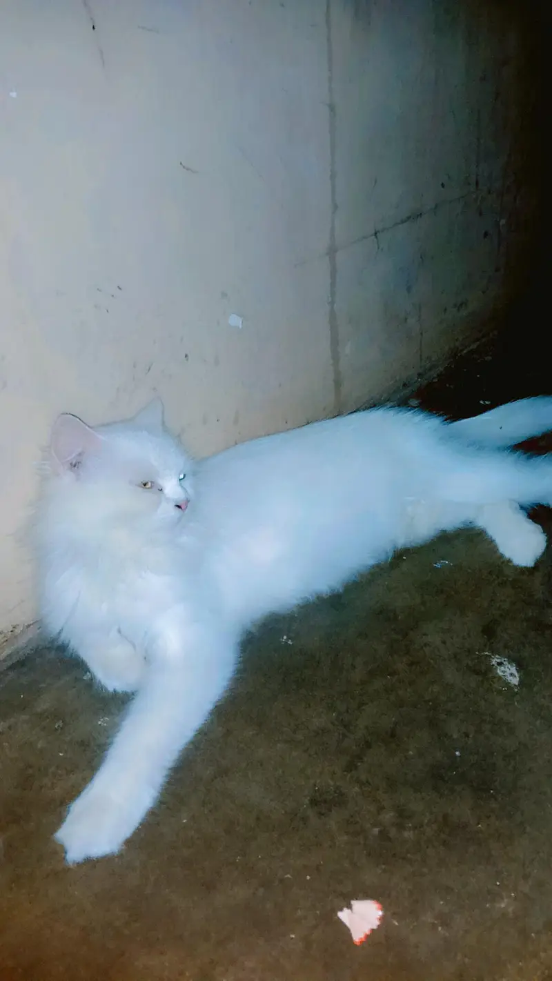 Persian cat  yellow eyes  — photo 7