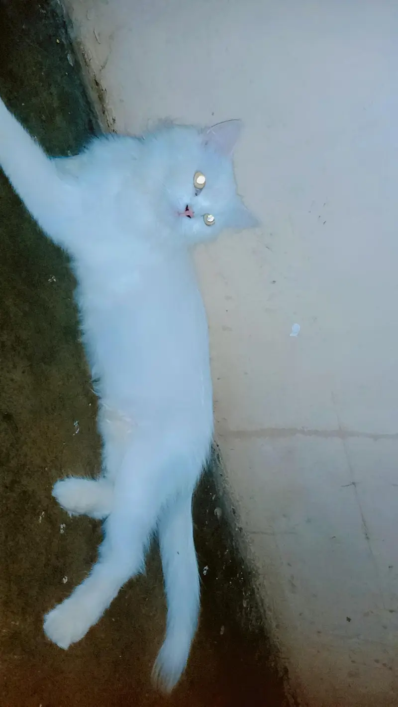 Persian cat  yellow eyes  — photo 8