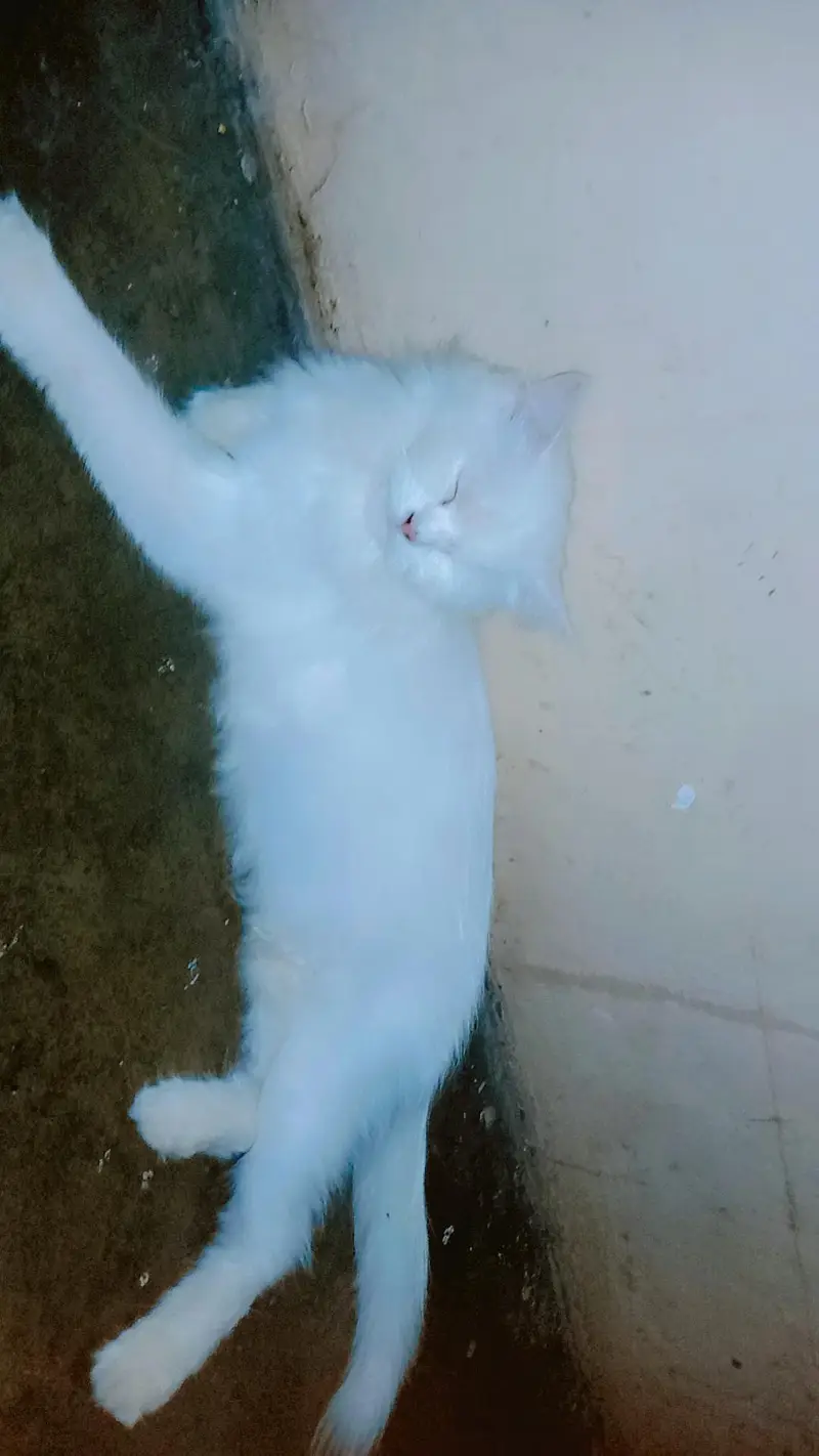 Persian cat  yellow eyes  — photo 9