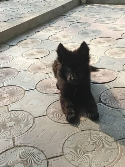 Dog for sale