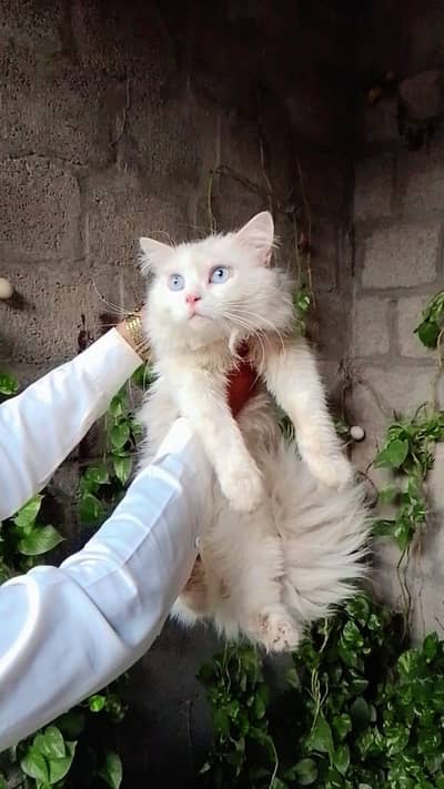 persion cats