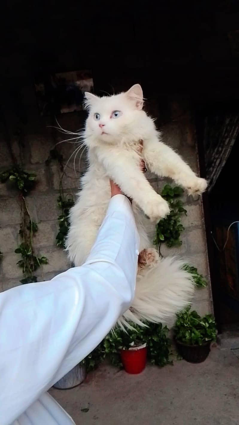 persion cats 1