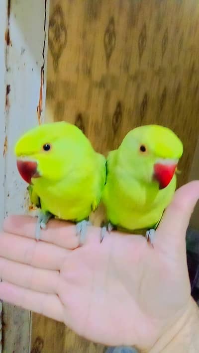 03435131048 Single 5500 pair 11000 Green  parrot handtame parrot