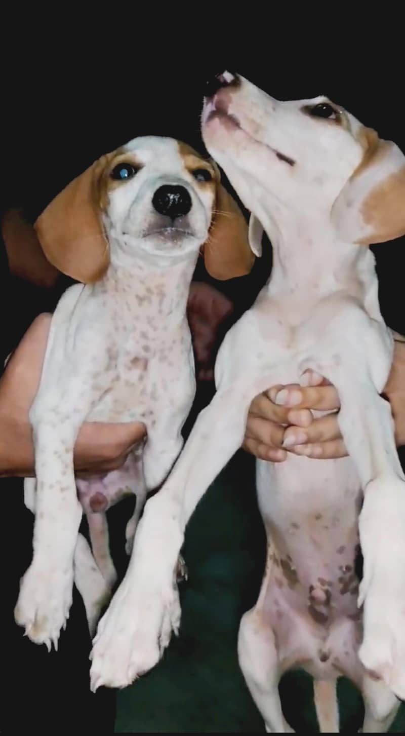 Pointer puppies Available 0