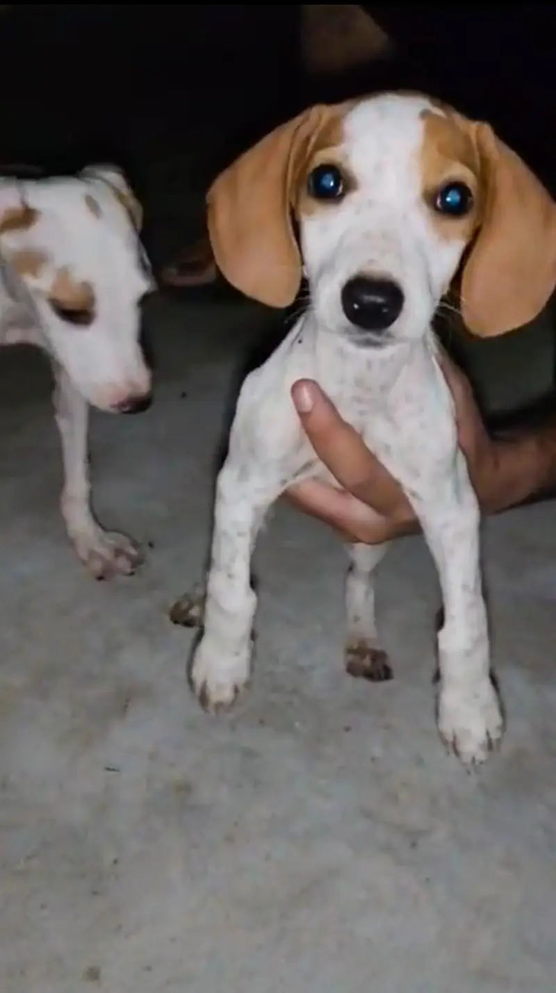 Pointer puppies Available — photo 2