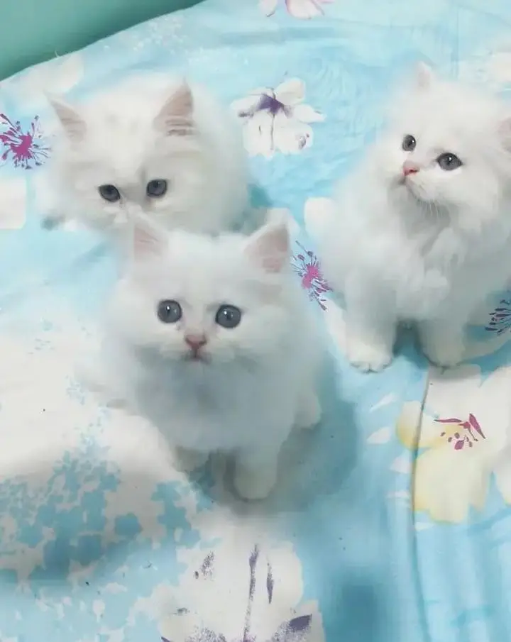 (Persian female kitten) (for sale all) (Pakistan delivery available) — photo 2
