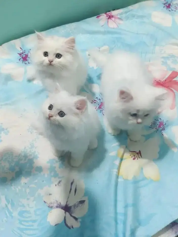 (Persian female kitten) (for sale all) (Pakistan delivery available) — photo 3