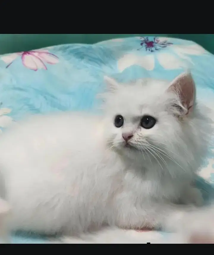 (Persian female kitten) (for sale all) (Pakistan delivery available) — photo 4