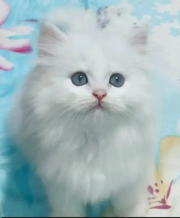 (Persian female kitten) (for sale all) (Pakistan delivery available) — photo 5