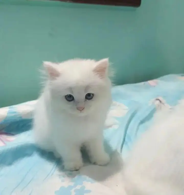 (Persian female kitten) (for sale all) (Pakistan delivery available) — photo 6