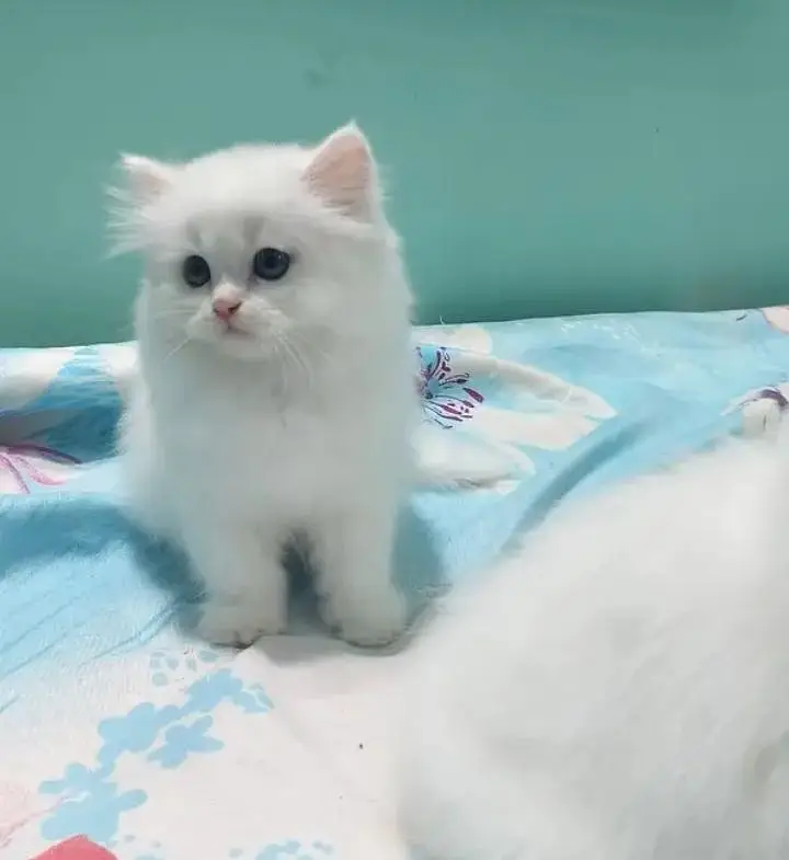 (Persian female kitten) (for sale all) (Pakistan delivery available) — photo 7