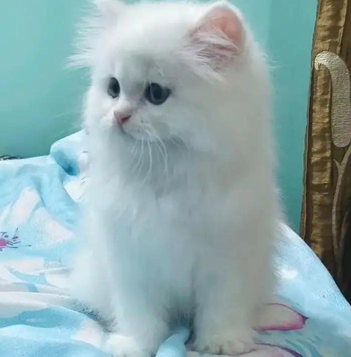 (Persian female kitten) (for sale all) (Pakistan delivery available) — photo 8