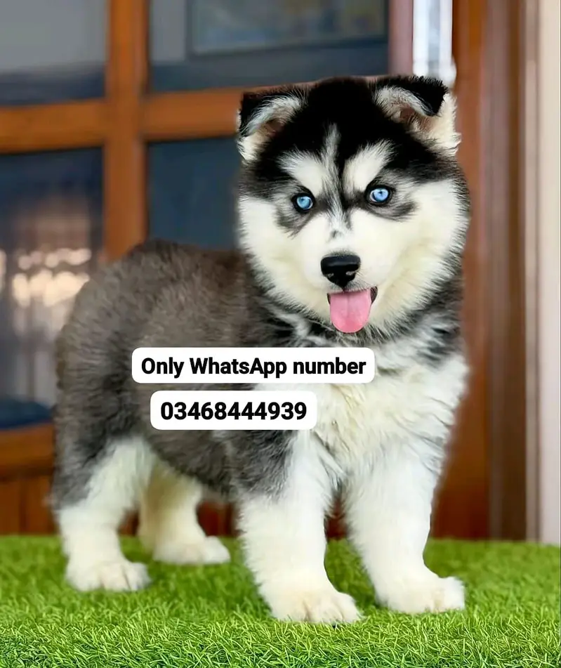 Husky dog 3 month age — photo 2