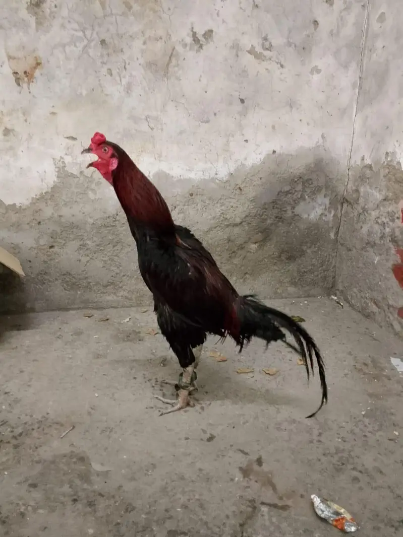 Aseel murga — photo 2