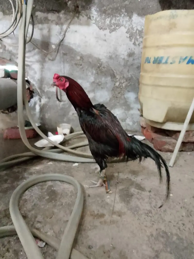 Aseel murga — photo 3