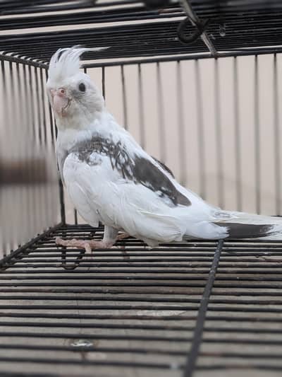 v-paid cockatiel  yellow pair  cream pair 03/12/022/6/88/9
