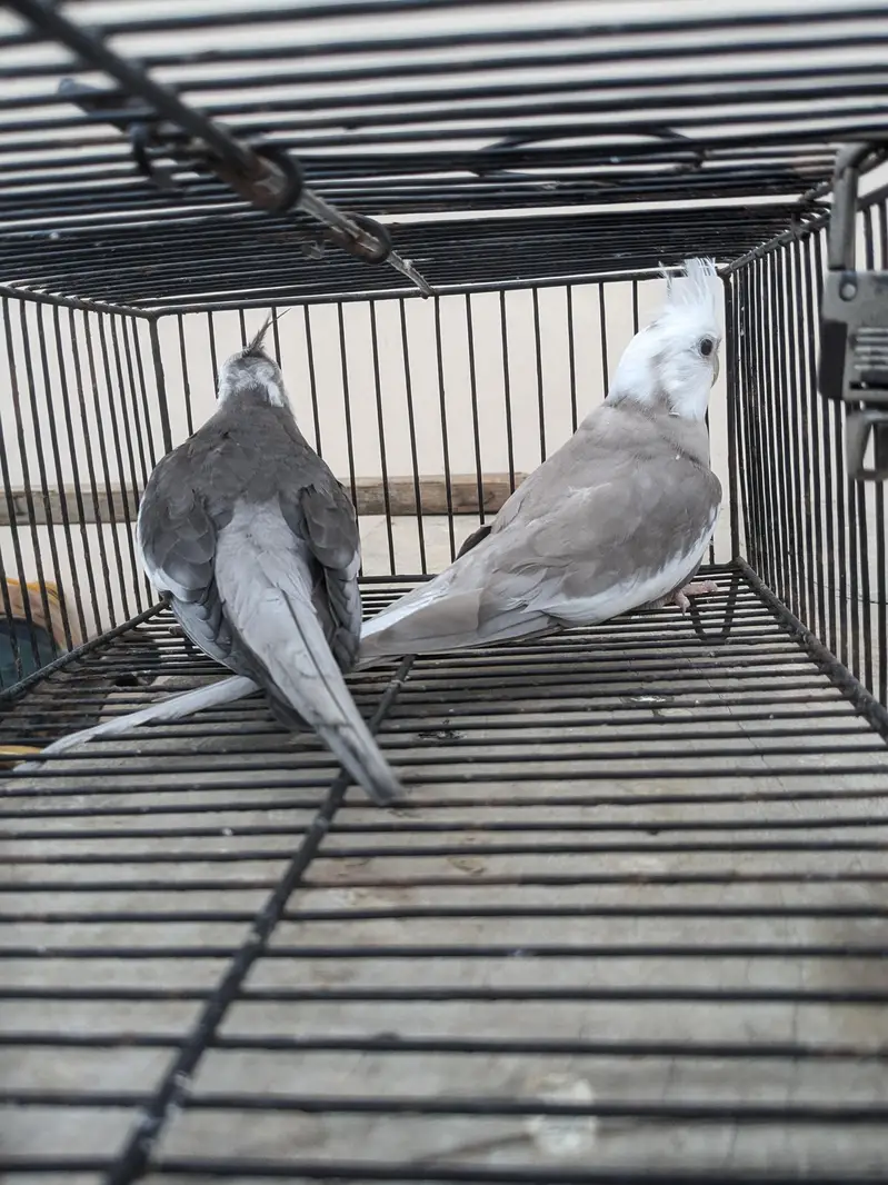 v-paid cockatiel  yellow pair  cream pair 03/12/022/6/88/9 — photo 5