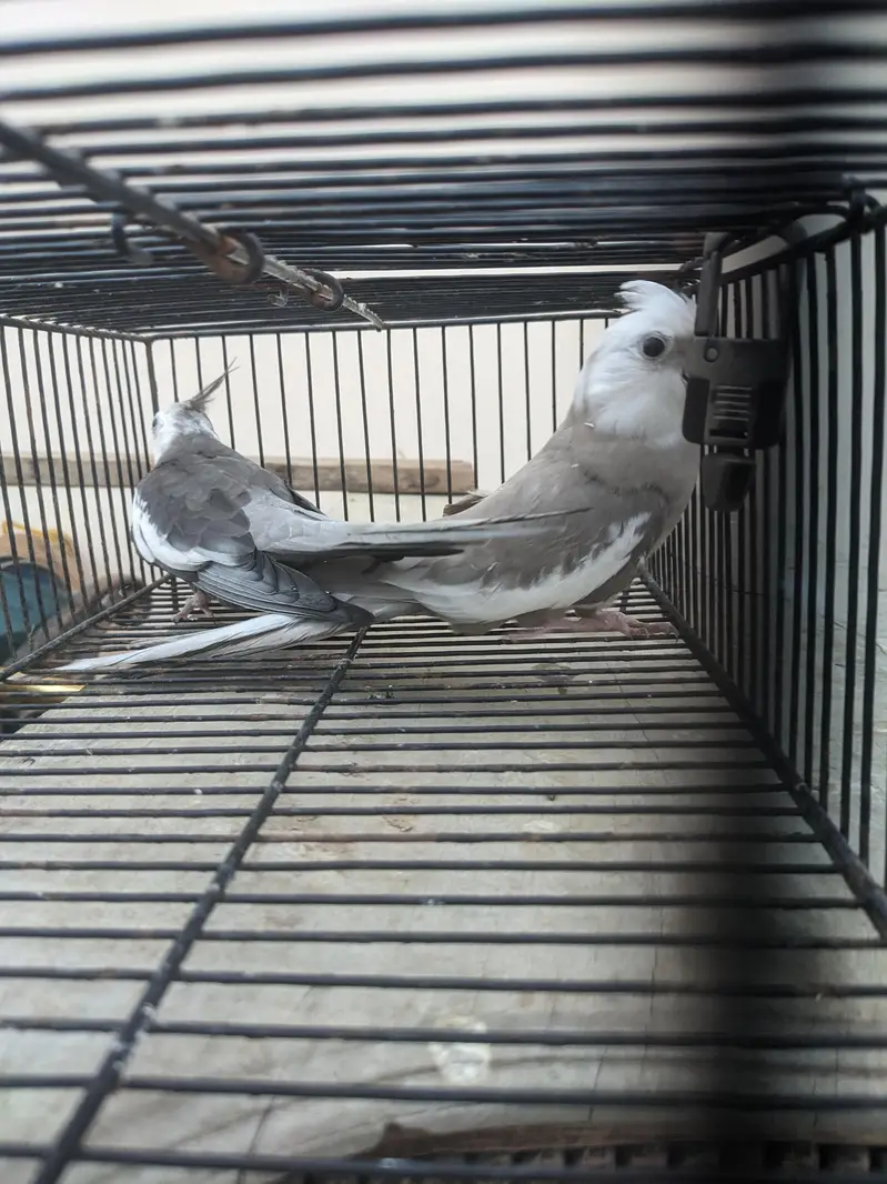 v-paid cockatiel  yellow pair  cream pair 03/12/022/6/88/9 — photo 7