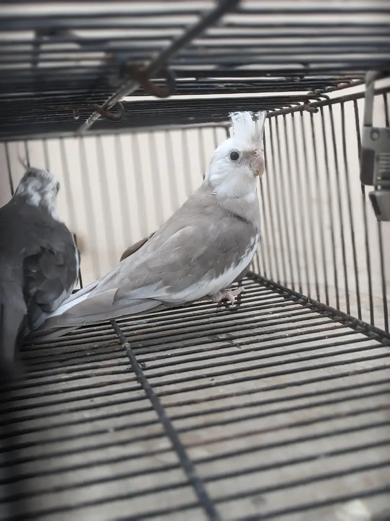 v-paid cockatiel  yellow pair  cream pair 03/12/022/6/88/9 — photo 8