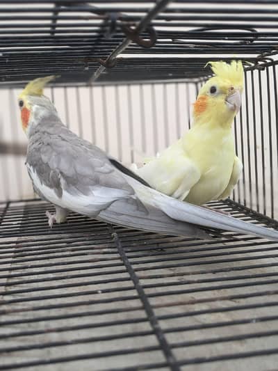 v-paid cockatiel  yellow pair  cream pair 03/12/022/6/88/9