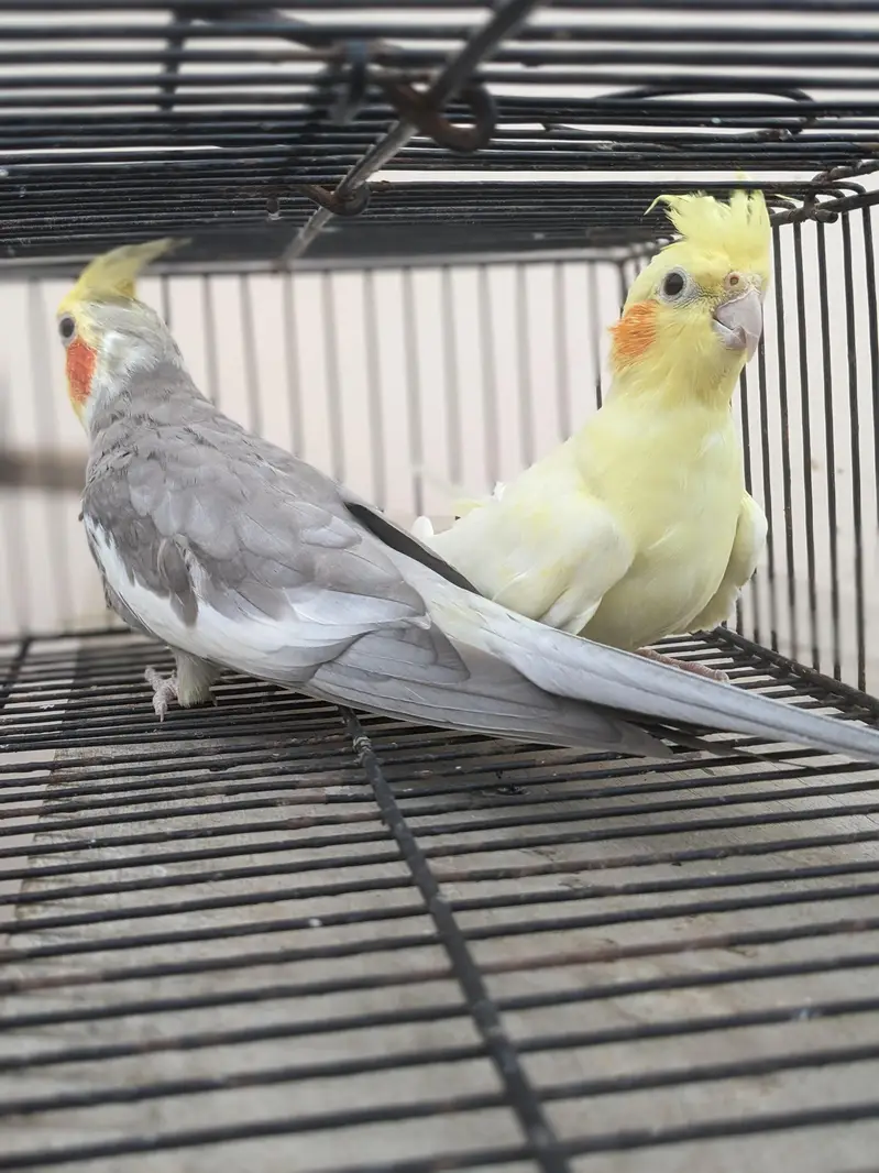 v-paid cockatiel  yellow pair  cream pair 03/12/022/6/88/9 — photo 10