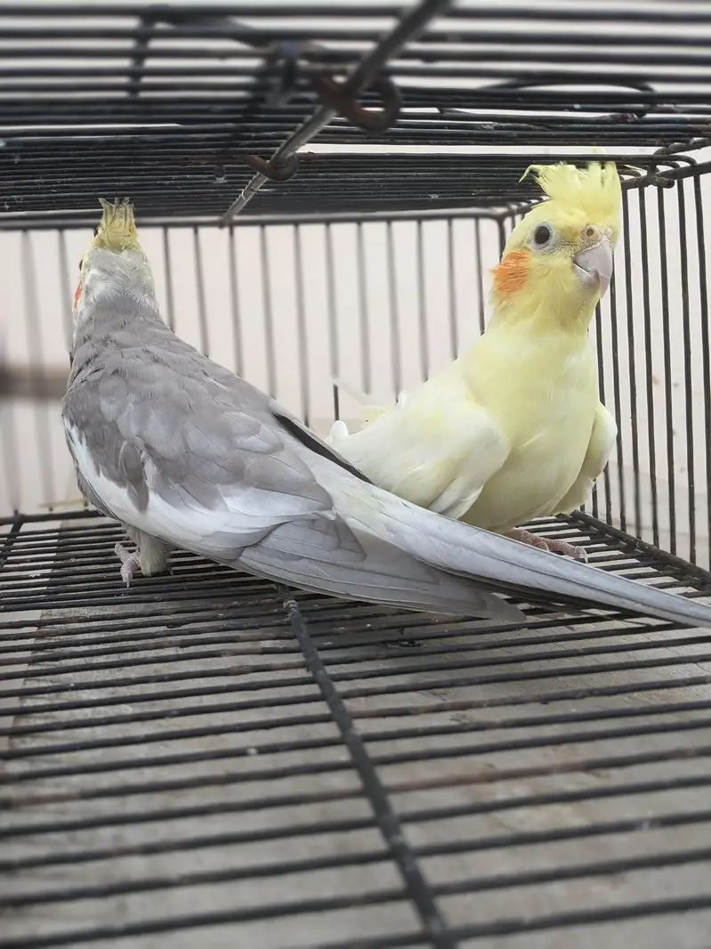 v-paid cockatiel  yellow pair  cream pair 03/12/022/6/88/9 — photo 11