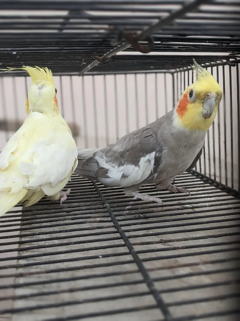 v-paid cockatiel  yellow pair  cream pair 03/12/022/6/88/9 — photo 12
