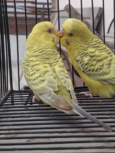 v-paid cockatiel  yellow pair  cream pair 03/12/022/6/88/9