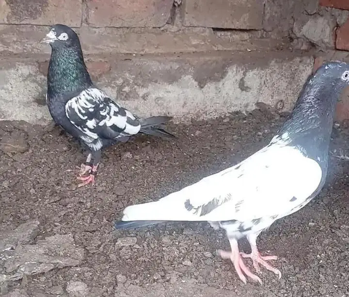 Teddy and Rampuri Pairs — photo 2