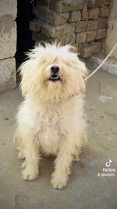 Healthy White Female Poodle Available