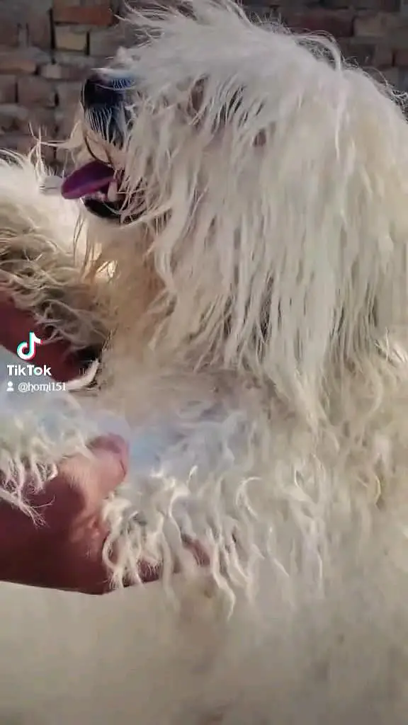 Healthy White Female Poodle Available — photo 2