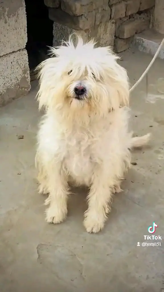 Healthy White Female Poodle Available — photo 3