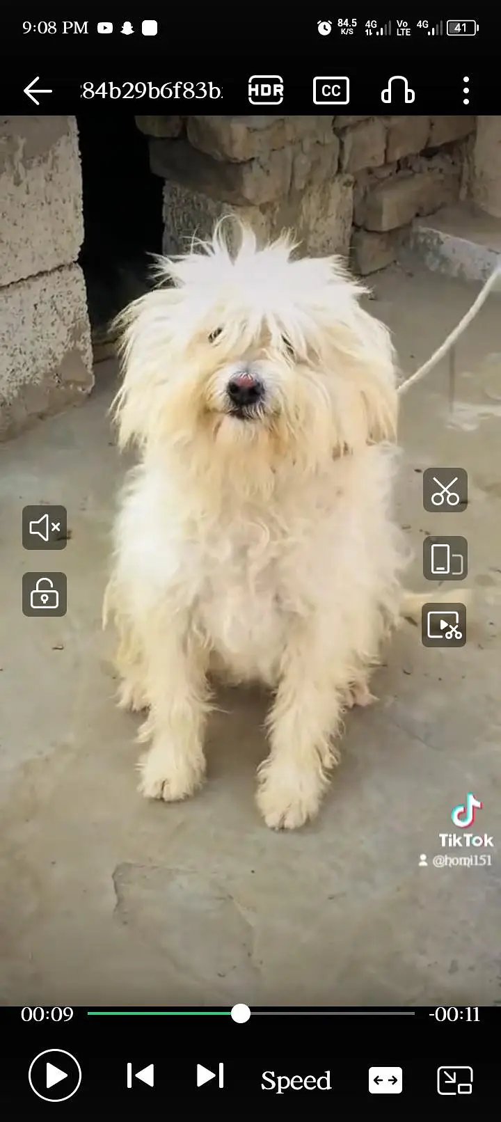 Healthy White Female Poodle Available — photo 4
