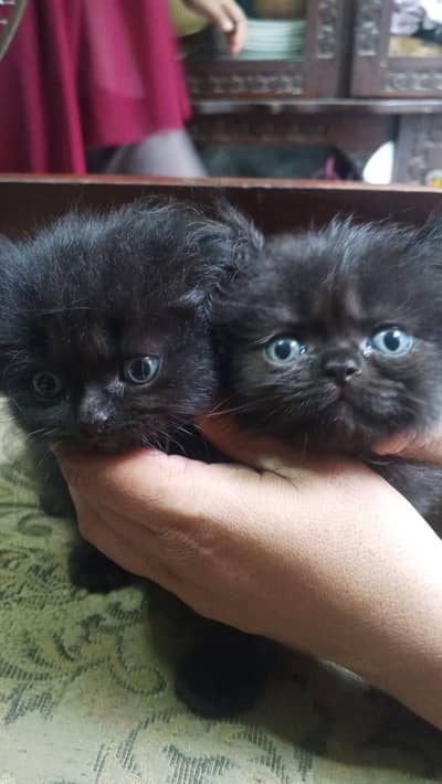 persion cat baby
