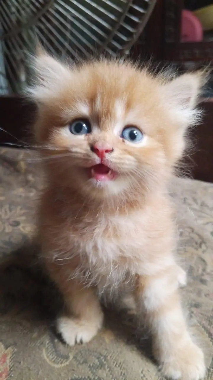 persion cat baby — photo 2