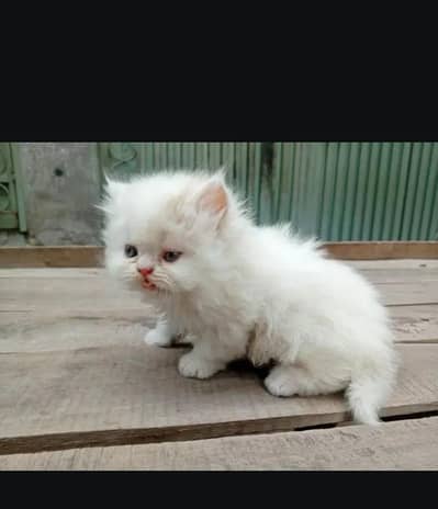 (Persian female kitten) (for sale all) (Pakistan delivery available)